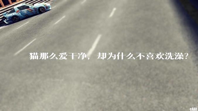 猫那么爱干净，却为什么不喜欢洗澡？