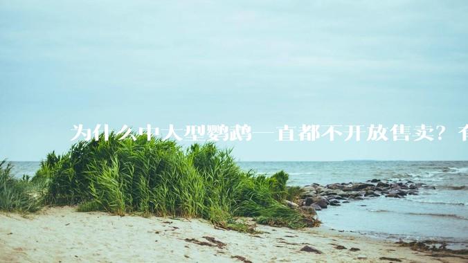 为什么中大型鹦鹉一直都不开放售卖？有哪些原因呢?